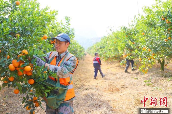 （新春走基层）广西武鸣沃柑串起百亿大产业